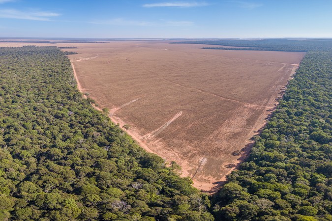 MIT-Deforestation-Crisis-01-press.jpg