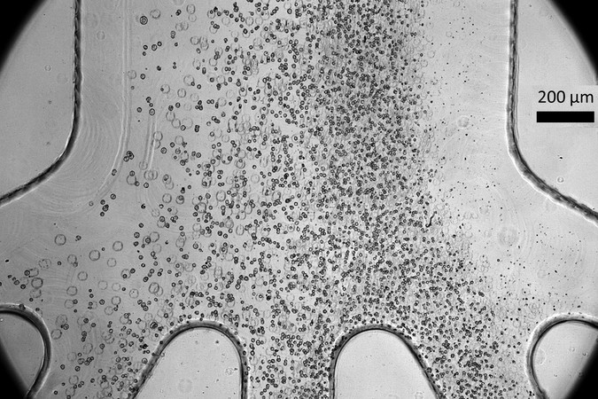 MIT-Sorted-Cells-01-press.jpg