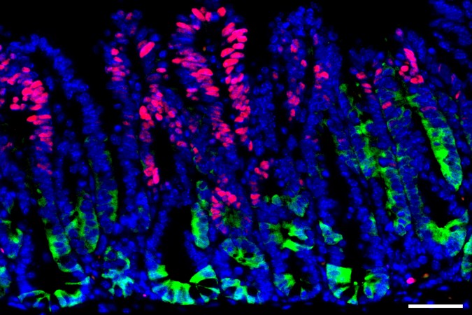 MIT-Immune-Evasion-01-press.jpg