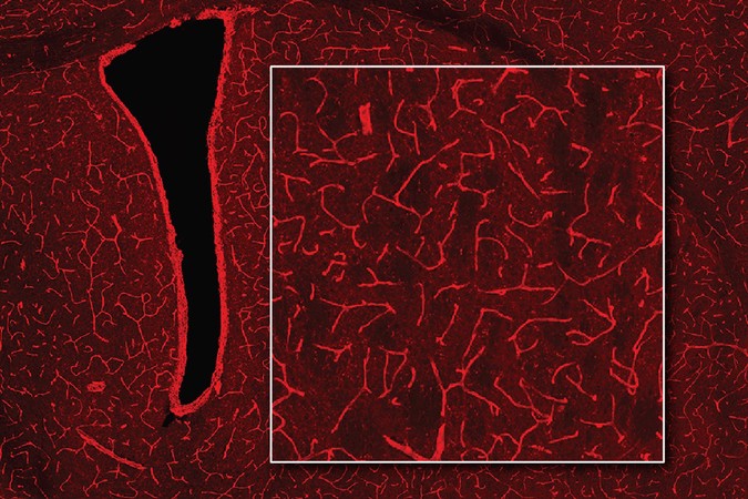 MIT-Bioluminescence-Imaging-01-press.jpg