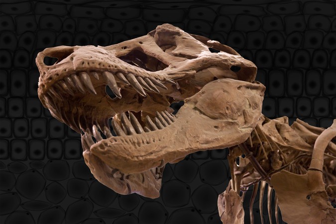 MIT-Dinosaur-Collagen-01-PRESS.jpg