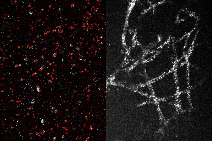 MIT-Expansion-Microscopy-01-PRESS.jpg