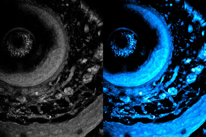 MIT-deep-imaging-01-press.jpg