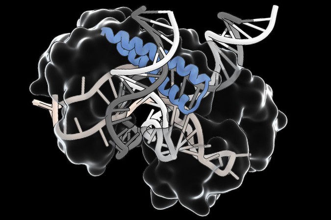 tas-protein.jpg