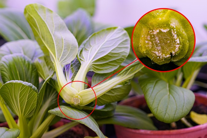 MIT-PlantMicro-01-press.jpg