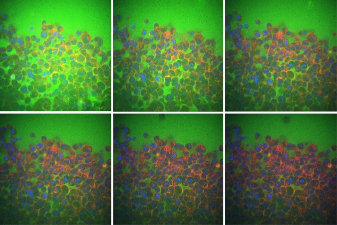 MIT_Cell-Water-Eflux-01-Press_0.jpg