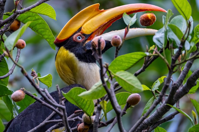 Why animals are a critical part of forest carbon absorption