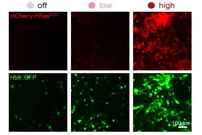 MIT-Gene-Control-01-press.jpg