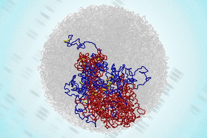 MIT-Genome%20Structure-01-press.jpg