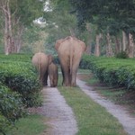 AsianElephant (9).jpg