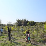 Assam Pumpkin field damaged by elephants (1).jpg