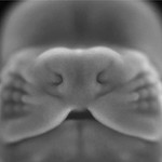 mouse-embryo_0.jpg