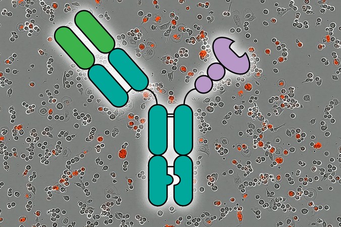 MIT-antibody-lectin-01-press.jpg