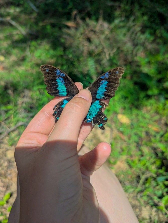 Biggest Madagascar Butterfly Survey taking place - (copyright Chester Zoo) Papilio oribazus butterfly in field.jpg