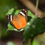 Biggest Madagascar Butterfly Survey taking place - (copyright Chester Zoo) Species - Aterica rabena.jpg