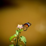 Biggest Madagascar Butterfly Survey taking place - (copyright Chester Zoo) Species - Danaus chrysippus (1).jpg