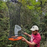 Biggest Madagascar Butterfly Survey taking place - (copyright Madagasikara Voakajy) Harilefitra Ratovo-Andrianarisoa (copyright Madagasikara Voakajy).jpg