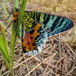 Biggest Madagascar Butterfly Survey taking place - (copyright  Madagasikara Voakajy) Species - Chrysiridia rhipheus.jpg