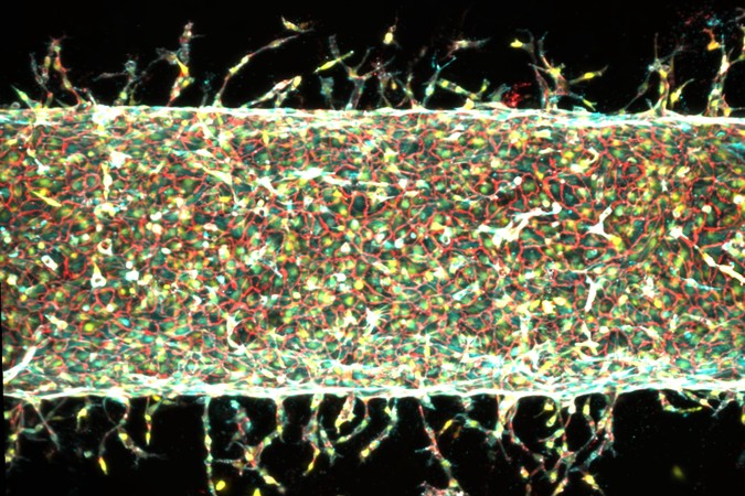 MIT_Building-Blood%20Vessels-01-press.jpg