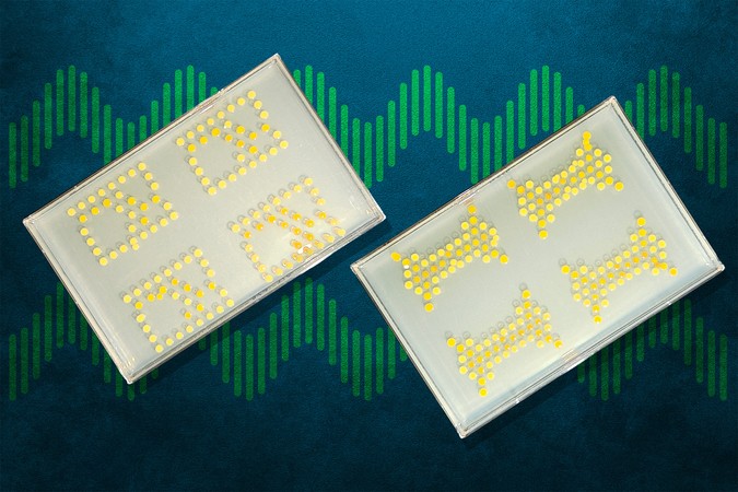 MIT-Living-Transistors-01-press.jpg